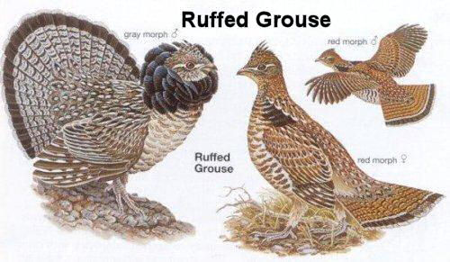 Ruffed Grouse