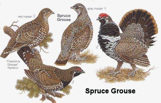 Spruce Grouse