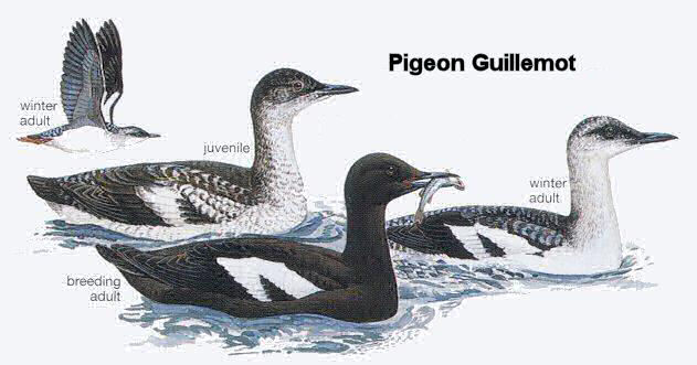 Guillemot Pigeon