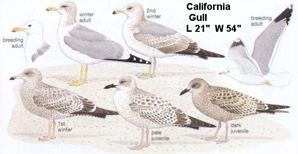 California Gull