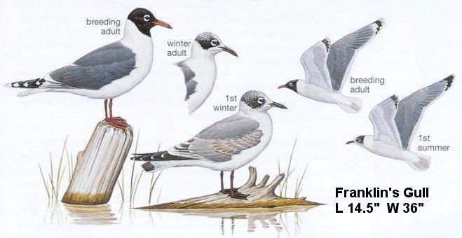 Franklin's Gull