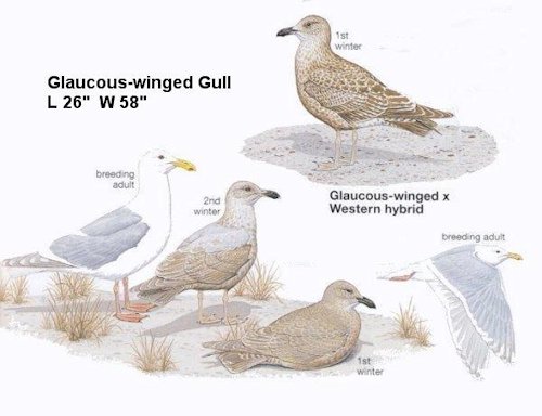 Glaucous Gull