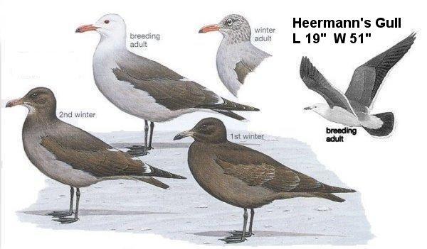 Heermann's Gull