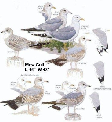Mew Gull
