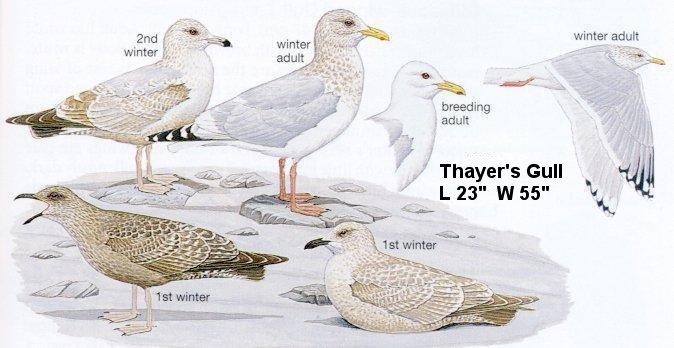 Thayer's Gull