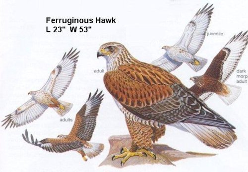 Ferruginous Hawk