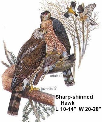Sharp-shinned Hawk