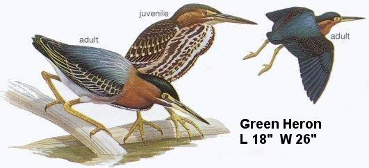 Green Heron