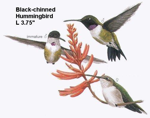 Black-chinned Hummingbird 