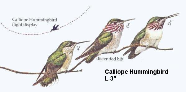 Calliope Hummingbird