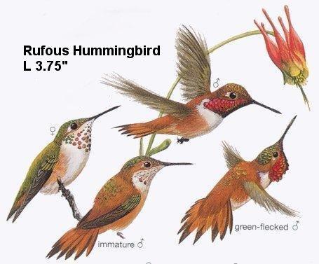 Rufous Hummingbird