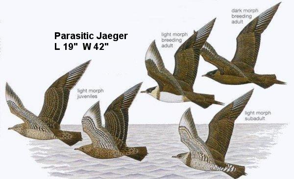 Parasitic Jaeger