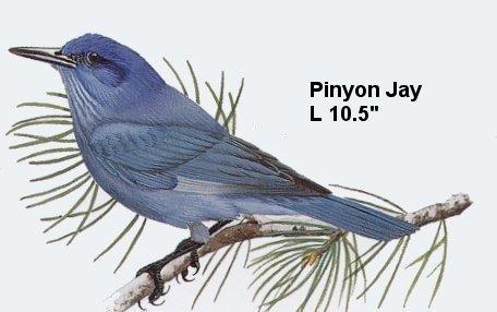 Pinyon Jay