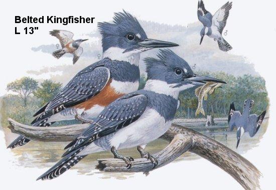 Belted Kingfisher