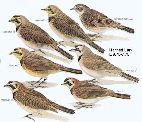 Horned Lark