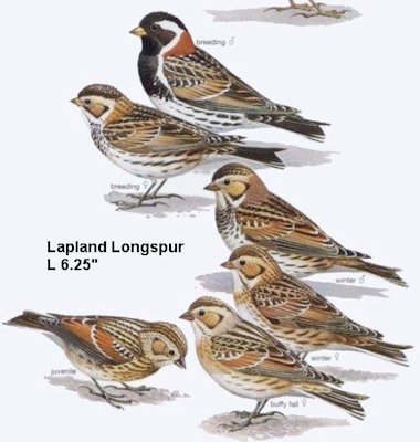 Lapland Longspur