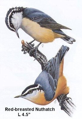 Red-breasted Nuthatch