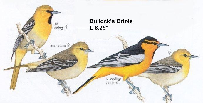 Bullock's Oriole