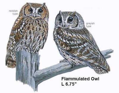 Flammulated Owl