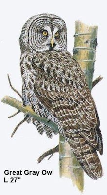 Great Gray Owl