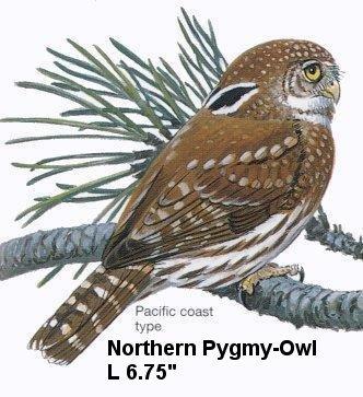 Northern Pygmy-Owl