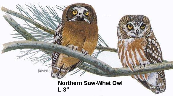 Northern Saw-whet Owl