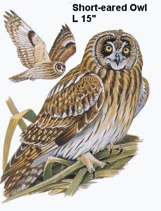 Short-eared Owl