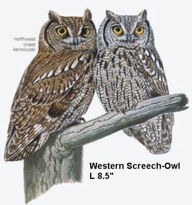 Western Screech-Owl