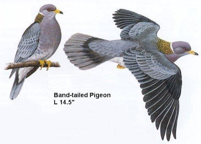 Band-tailed Pigeon