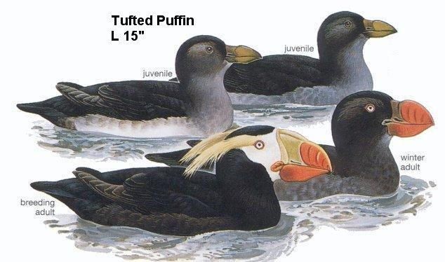 Tufted Puffin