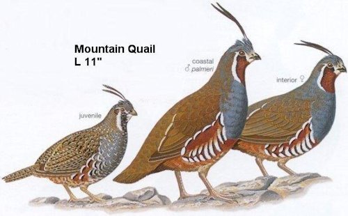 Mountain Quail