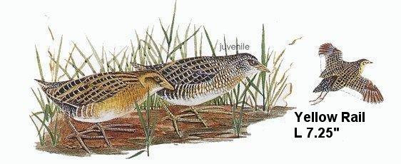 Yellow Rail