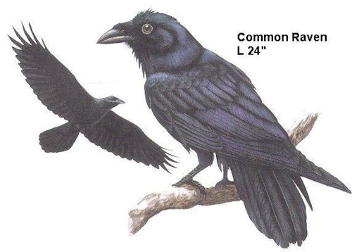 Common Raven