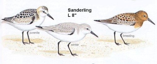 Sanderling