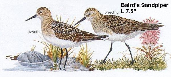 Baird's Sandpiper