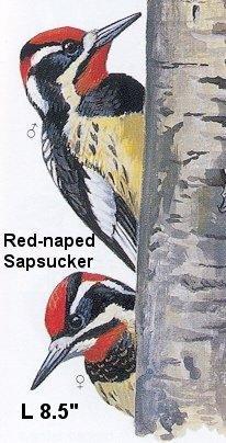 Red-naped Sapsucker