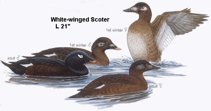 White-winged Scoter