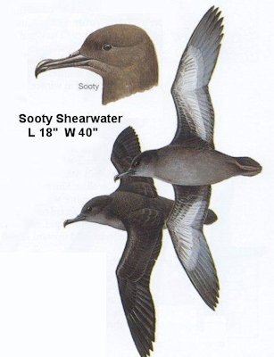 Sooty Shearwater