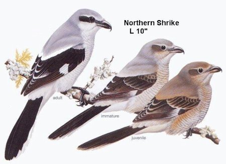 Northern Shrike