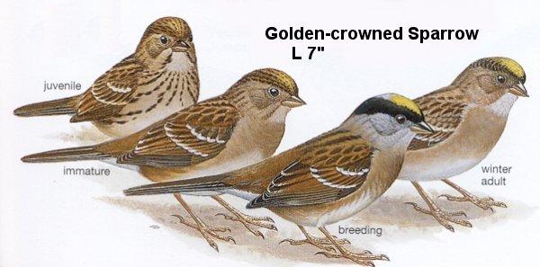 Golden-crowned Sparrow