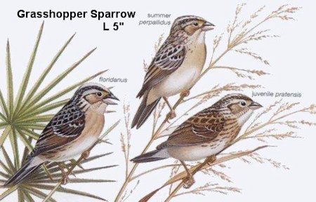 Grasshopper Sparrow