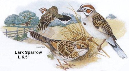 Lark Sparrow