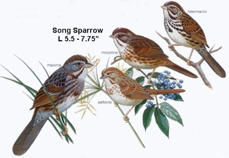 Song Sparrow