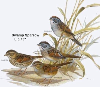 Swamp Sparrow