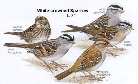 White-crowned Sparrow