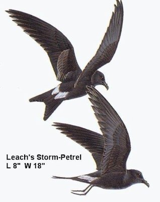 Leach's Storm-Petrel