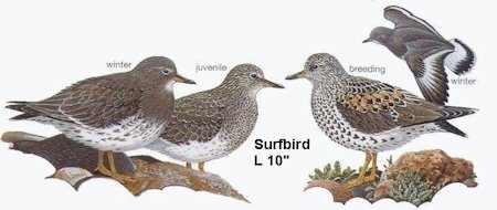 Surfbird