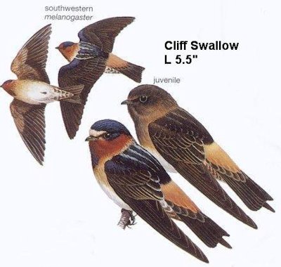 Cliff Swallow