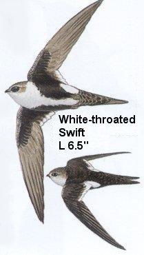 White-throated Swift