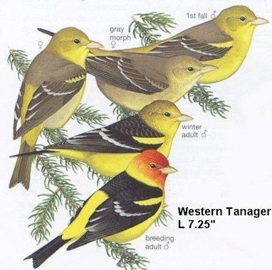 Western Tanager